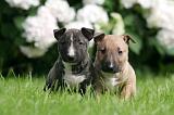 BULL TERRIER MINIATURE 213